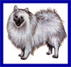 Click here for more detailed Japanese Spitz breed information and available puppies, studs dogs, clubs and forums